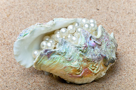 pearl-shell-image